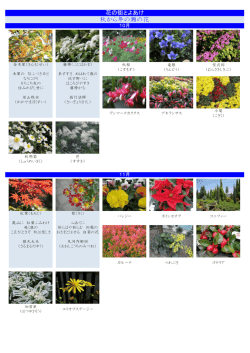 季節の花
