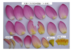 花弁調査と花の特性（PDF：175KB）