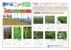 霞ヶ浦にすむおもな植物 - 茨城県霞ケ浦環境科学センター