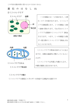 遺伝のはなし13 ミトコンドリア