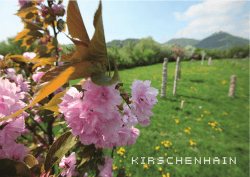 KIRSCHENHAIN - Österreichischer Go