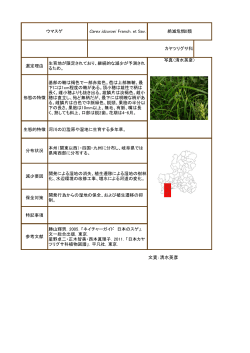 文責：清水英彦 Carex idzuroei Franch. et Sav.