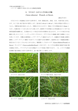 Carex idzuroei Franch. et Savat.