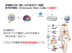 ES細胞は 体のすべての細胞へ分化する能力 （多分化能）をもつ。 この