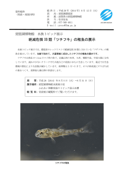 絶滅危惧 IB 類「ツチフキ」の稚魚の展示