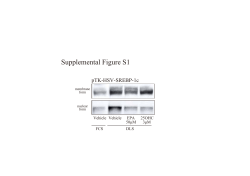 SREBP-1c論文(J. Biochemistry) Fig 1改訂1