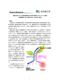 植物の根における窒素栄養取込み効率を制御するホルモン