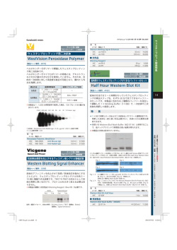 Half Hour Western Blot Kit WestVision Peroxidase Polymer