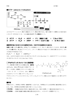 ATP（adenosine triphosphate） ① ATP ＋ H2O → ADP ＋ Pi（無機