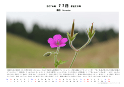 2014年 11月のカレンダー ゲンノショウコ