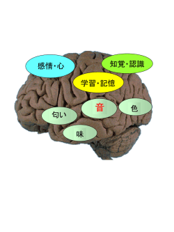 計算論的脳科学研究