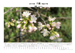 2015年 1月のカレンダー 正月にも開花している