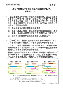 （参考4）遺伝子組換えワタ種子の混入の確認に用いた検査法 [PDF 21 KB]