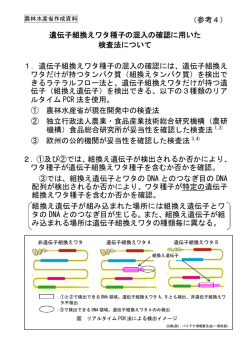 （参考4）遺伝子組換えワタ種子の混入の確認に用いた検査法 [PDF 21 KB]