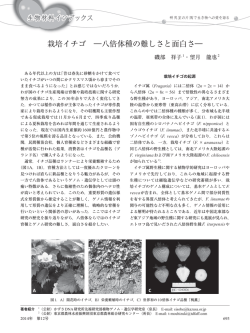 栽培イチゴ ―八倍体種の難しさと面白さ―