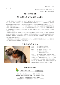 ワタボウシタマリン - 伊豆シャボテン公園