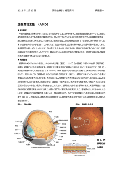 加齢斑変性 （AMD）