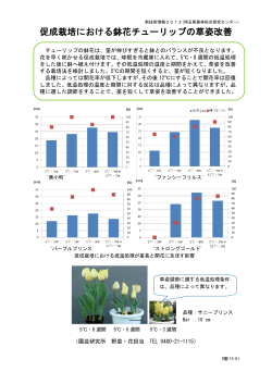 9 促成栽培における鉢花チューリップの草姿改善（PDF：167KB）
