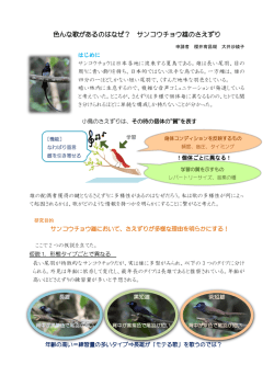 色んな歌があるのはなぜ？ サンコウチョウ雄のさえずり