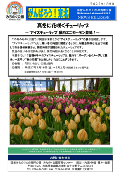 （金）より「真冬に咲くアイスチューリップ屋内ミニガーデン」