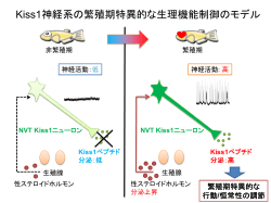 NVT Kiss1