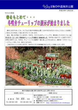 春をもとめて… 冬咲きチューリップの展示が始まりました（PDF）