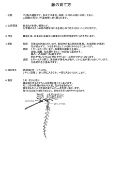 藤の育て方
