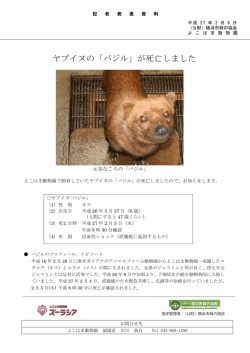 ヤブイヌの「バジル」が死亡しました(ズーラシア)