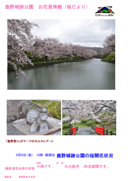 鹿野城跡公園の桜開花状況