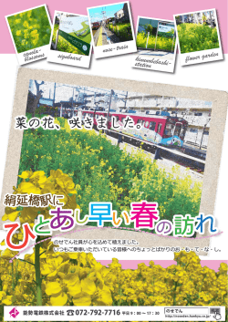 菜の花、咲きました。