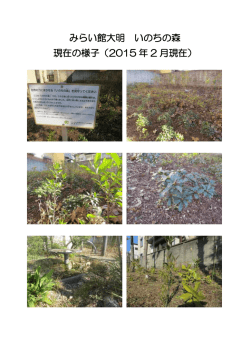 みらい館大明 いのちの森 現在の様子（2015 年 2 月現在）