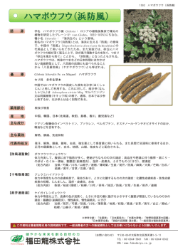 ハマボウフウ（浜防風）