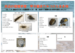 H26.7.29 潮位42cm（干潮時間14:38） 晴 全部で27種類の生き物を発見