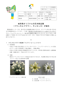 岐阜県オリジナルの花き新品種 （フランネルフラワー、キンセンカ）が誕生