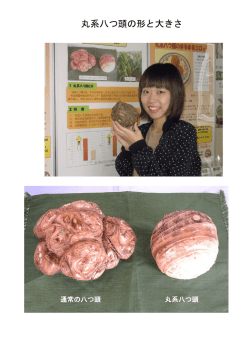 丸系八つ頭の形と大きさ