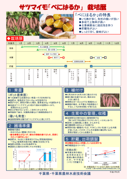 サツマイモ「べにはるか」栽培暦（PDF：287KB）