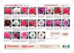 H27稀少品種カタログ最終-