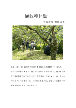 梅収穫体験（大多喜町）（PDF：228KB）
