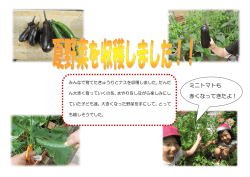 ミニトマトも 赤くなってきたよ！