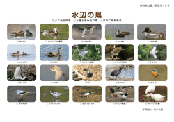 水辺の鳥／解説板（PDF：201KB）