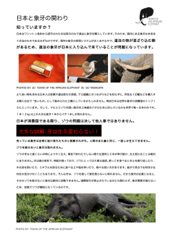 6.日本と象牙の関わり