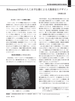 Ribosomal RNAの人工水平伝播による大腸菌宿主デザイン