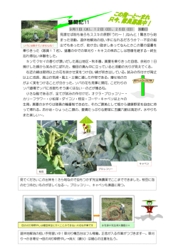 奮闘記11