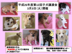 平成26年度第12回子犬譲渡会 3月3日（火）開催
