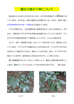 ：：園生の森の下草について：：