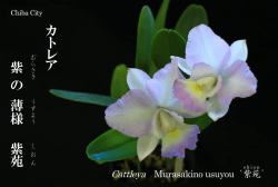 カ ト レ ア 紫 の 薄 様 紫 苑