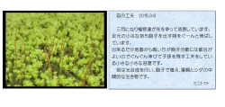苔の工夫 2015.3.6 三月になり植物達が先を争って成長しています