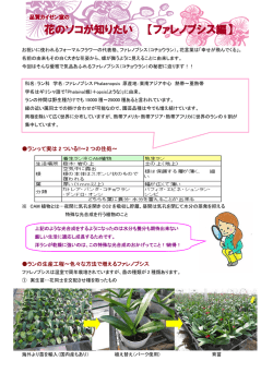 花のソコが知りたい 【ファレノプシス編】