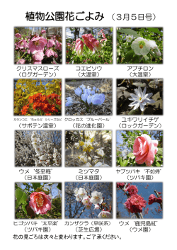 植物公園花ごよみ （3月5日号）