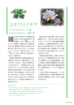 ユキワリイチゲ